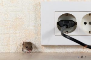 Kammerjäger Mäuse