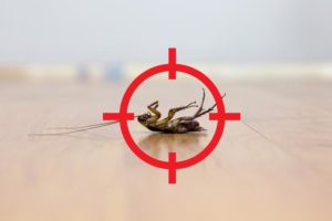 Schädlingsbekämpfung Kakerlaken