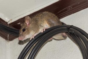Schädlingsbekämpfung Mäuse
