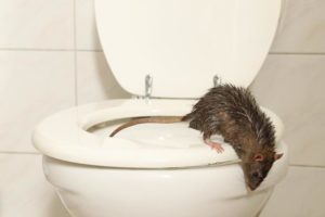 Schädlingsbekämpfung Ratten